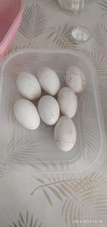 ördək lavanda: Məhsul: Təbii ördək yumurtası lal órdək Təsvir: - Ağ rəngli, orta və — 1
