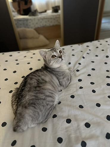 кошка шотланская: Остался один мальчик🥰 возраст -3месяца, скотиш страйт. на фото малыш — 5