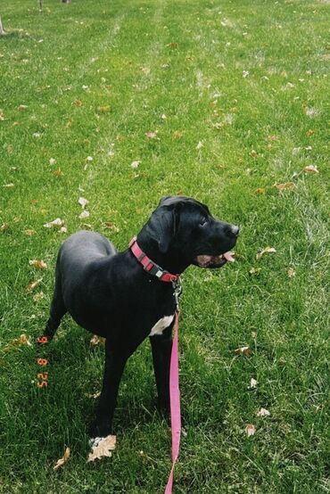 продажа овчарок: Кане-корсо, 8 айлык, Ургаачы