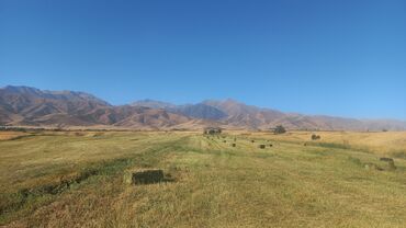 продаю пшеница: Сено в тюках - Заготовлено на горном лугу; на фото — участок и
