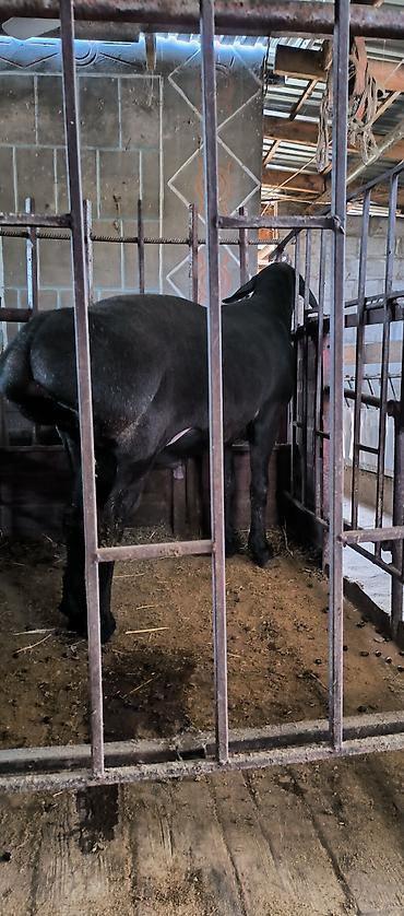 Баран, овца: Продаю | Баран (самец) | Для разведения | Племенные — 8