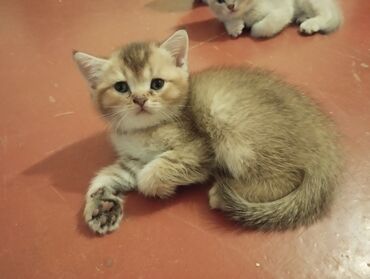 ağ pişiy: Şinşilla, Erkək, Dişi, Ünvandan götürmə