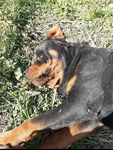 Вязка собак: Вязка: Ротвейлер, Самец, 5 лет — 3