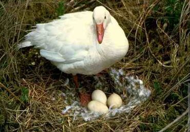 Үй жаныбарлары: Продам гусиные яйца инкубационные! Все вопросы по тел