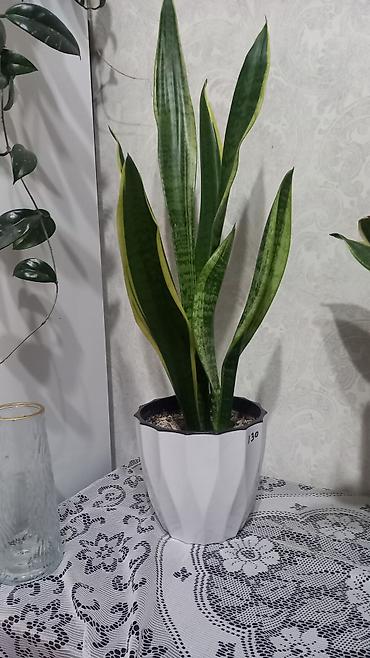 тёщина язык: Сансевиерия (Sansevieria trifasciata, «тещин язык») в декоративном — 1