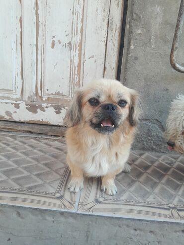 zvanok itlər: Pekines, 1 il, Dişi, Peyvəndli, Ünvandan götürmə