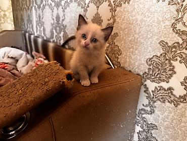 белые котенки: Отдам даром котят, 1 месяц. Трёхцветные малыши с голубыми глазками и — 2
