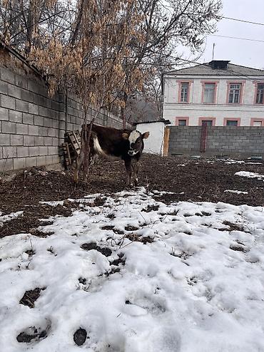 Коровы, быки: Продаю | Тёлка | Для молока, Для разведения, На откорм | Отела не было at lalafo.kg — 7 Коровы, быки: Продаю | Тёлка | Для молока, Для разведения, На откорм | Отела не было — 7