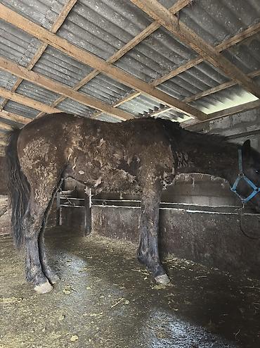 Лошади, кони: Продаю | Кобыла (самка), Конь (самец), Жеребенок | Полукровка | На забой, Для разведения, Для молока — 35