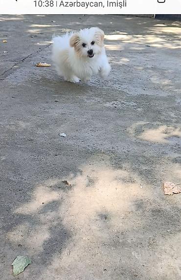heyvanların sexsi: Mops — 1