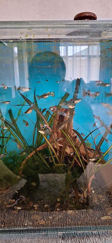 akvarium balıqları: Quppi, Sülhsevər, Ünvandan götürmə — 8