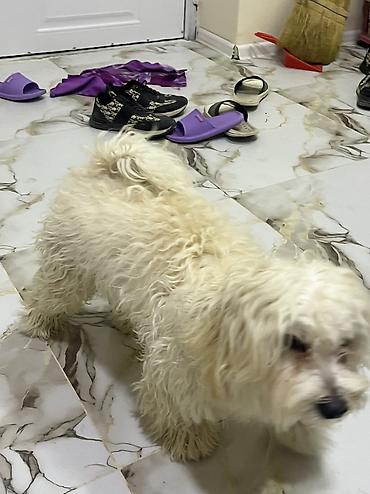 İtlər: Malta bolonka, 9 ay — 9