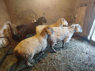 Баран, овца: Продаю | Ягненок | Полукровка | Для разведения | Матка — 12