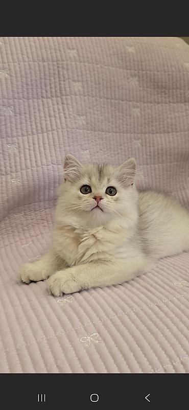 Скотиш Страйт (Шотландская прямоухая), 2 месяца, Девочка, Серебристая шиншилла, Приучена к лотку, Проглистована, С документами