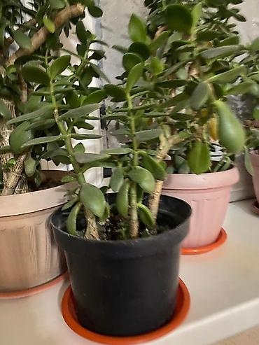 Молочаи: Молочай от 700-1000 с в зависимости от размера — 19