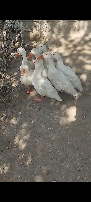 balaca akvarium qiymeti: Dişi, | Kuban, Ətlik, Rayonlara çatdırılma — 2
