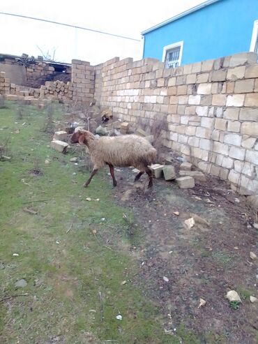 Qoyunlar, qoçlar: 3 qoyun 1 quzu satılır biri ana baladir dişi bala ilə kom 1.150 — 20