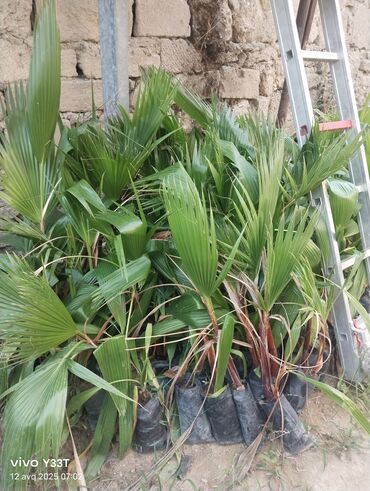 Ağaclar: Satılır: dekorativ bitkilər toplusu - Gül kolları (mini/çalı tipli) – — 6