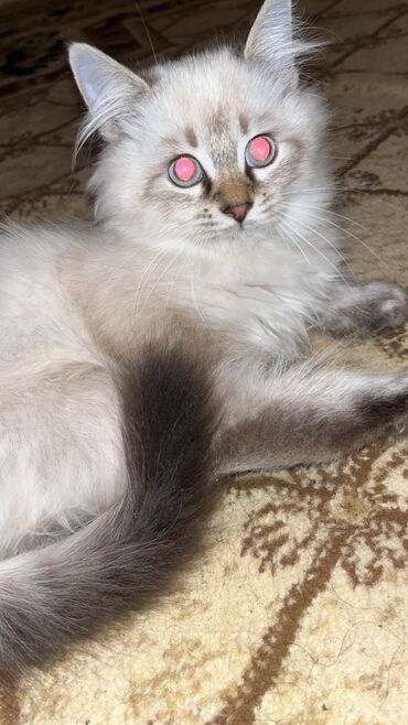 çöl pişiyi: Erkək, Yaxşı əllərə, Ödənişli çatdırılma