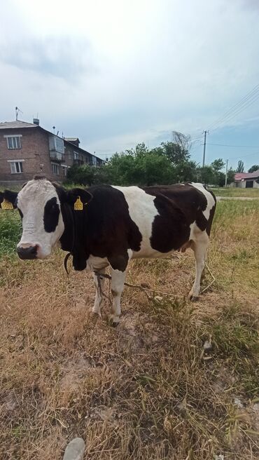 меняю на корову: Продаю | Корова (самка) | Алатауская