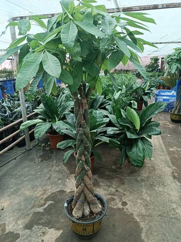 Пальмы: Пальмы Кофейное деревоПальмы,Фикусы и тд — 21