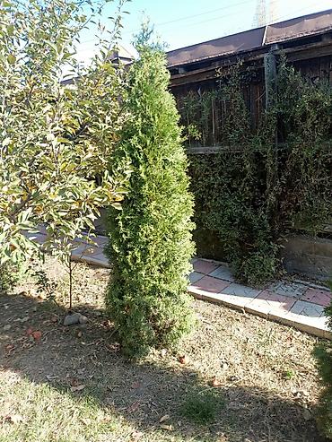 Другие виды семян и саженцев: Туя — 8