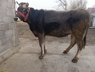 Коровы, быки: Продаю | Корова (самка) | Для молока | После отела — 19