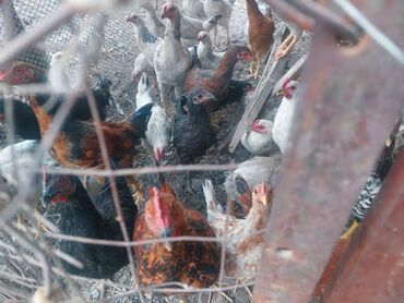 бодоно птица на русском: Птицы