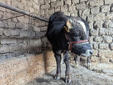 Коровы, быки: Продаю | Бык (самец) | На откорм | Привязанные — 6