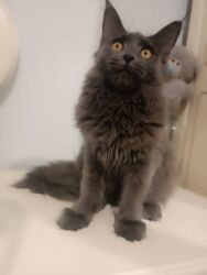 рэгдолл купить: Мейн-кун, окрас «голубой» (однотонный дымчато‑серый). - Порода: Maine