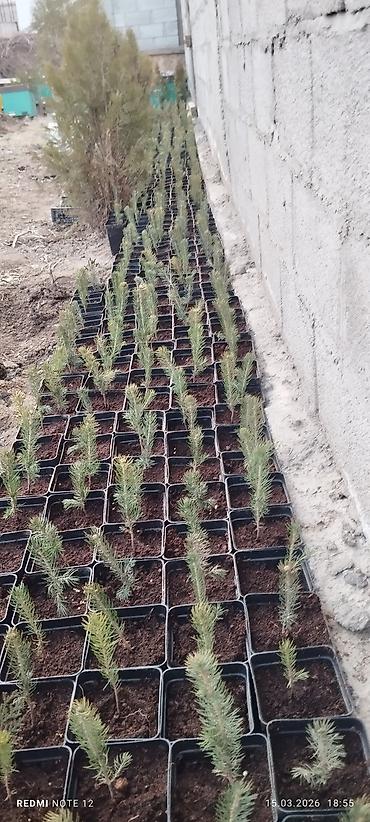 Ель: Голубой ел көчөттөрү . 600 шт даяр горошокто . 350 сомдон . баарын at lalafo.kg — 10 Ель: Голубой ел көчөттөрү . 600 шт даяр горошокто . 350 сомдон . баарын — 10