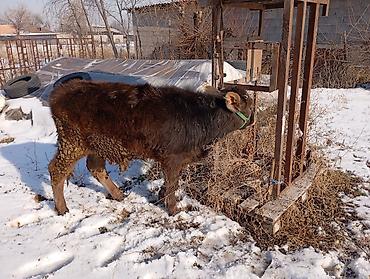 Коровы, быки: Продаю | Тёлка | Для разведения | Привязанные — 4