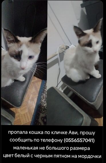 объявления о пропаже животных: Пропала кошка не большого размера, по кличке Ави убежала с дому и не