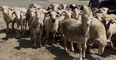 ucuz heyvanlar: Allah kesdırdıyınız qurbanları qebul etsın . Qız qapısı ucun ag — 1
