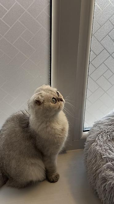 породистые собаки ищут дом: Скотиш Фолд (Шотландская вислоухая), 8 месяцев, Девочка, Серебристая шиншилла, Приучена к лотку, Проглистована, С прививками — 5