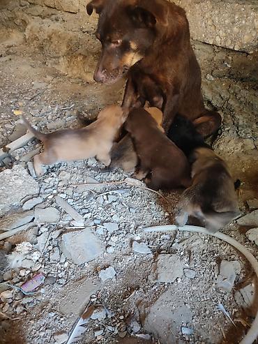 erkek it adlari: Zvonok, 1 ay, Dişi — 10