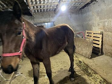 Лошади, кони: Продаю | Жеребенок | Для разведения — 7