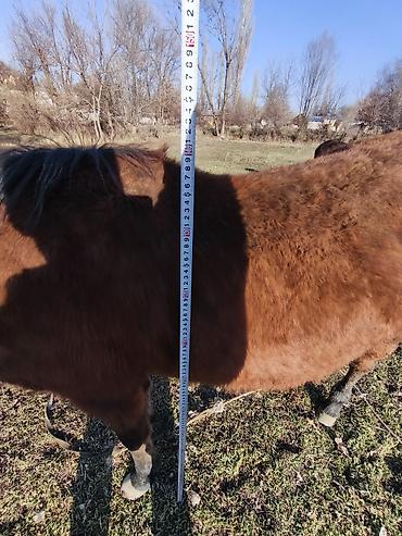 Лошади, кони: Продаю | Кобыла (самка) — 6