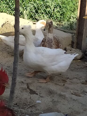 Digər quşlar: Qışqıran ördəklərdir✅️ Kəkilli var✅️ Bəzəkli var✅️ Sadəsi var✅️ Qara -da lalafo.az — 10 Digər quşlar: Qışqıran ördəklərdir✅️ Kəkilli var✅️ Bəzəkli var✅️ Sadəsi var✅️ Qara — 10