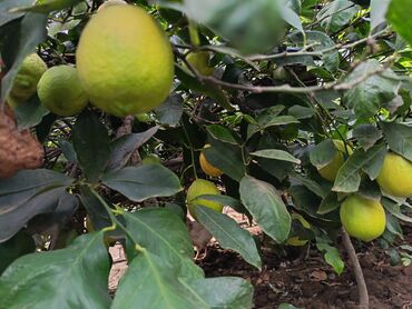 Meyvə və giləmeyvə: Məhsul: Bağdan təzə sitrus meyvələri – limon və portağal/mandarin — 7