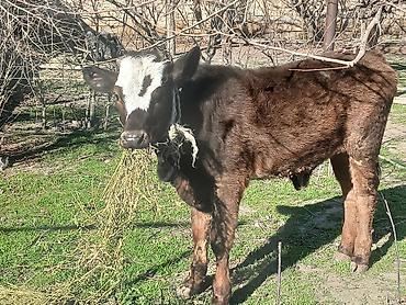 Dana, buzov: Diși göbəkli 7ayLlq disi danadlr. dananln anaslvə anaslnln anaslda — 13