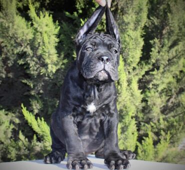 İtlər: Kane-Korso, 3 ay, Erkek, Sənədli — 4