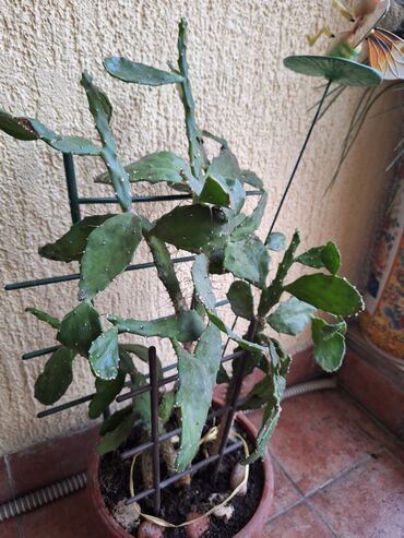bermude tekses do kg: Kaktus cvece ukras doma, vrta, prelepo visine 50x30cm!