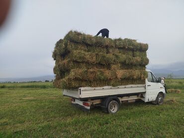 ковчег приют для животных бишкек: Таза беде сатылат доставка бар 280 сом