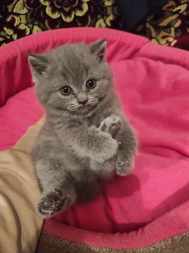 Pişiklər: Britan, Ödənişli çatdırılma — 7