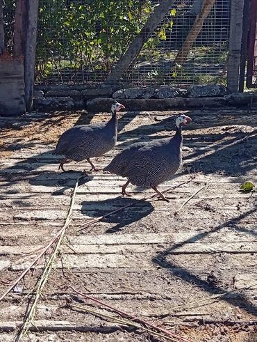 taxta bocka: Məhsul: Qvineya quşları (Helmeted guinea fowl) erket fere cutu 40azn