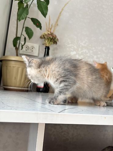 куда отдать собаку бишкек: 2 месяца, Мальчик — 5