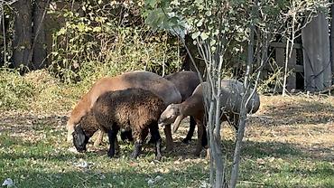 Баран, овца: Продаю | Баран (самец) | Арашан — 13