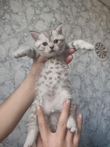 отдам кошку в добрые руки: Шотландские котята, окрасы: серебристый табби/мрамор. Плюшёвая густая — 1