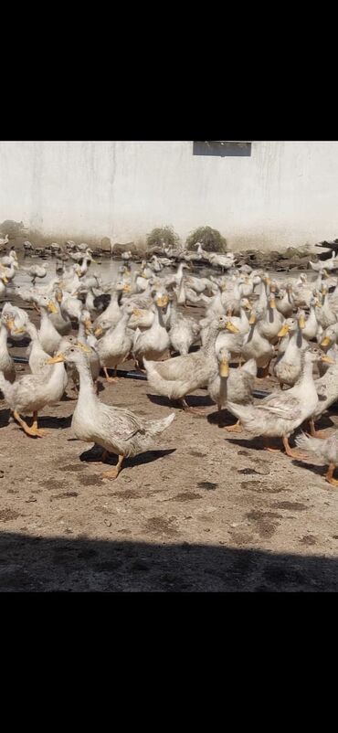 pekin ordək: Salamin eleykum ağ kupan ve pekin ördək satılır. Ünvan bakı yeni